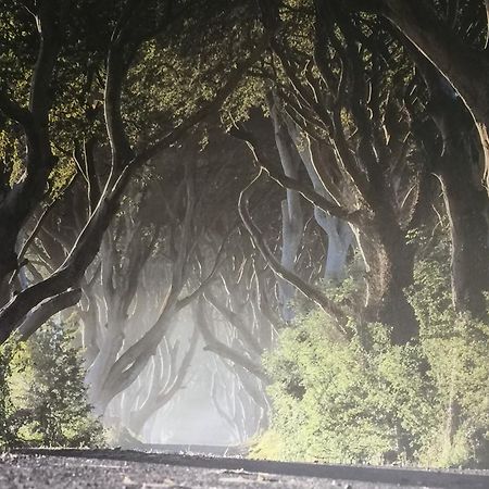 באליקאסל Dark Hedges Cottage מראה חיצוני תמונה